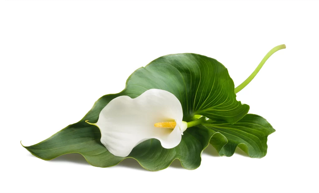 White Calla Lily Petals Yellow Spadix Green Leaves
