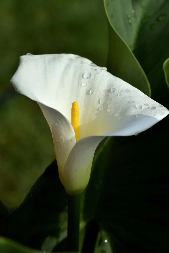 White Calla Lily Petals Yellow Spadix Dewdrops Green Leaves