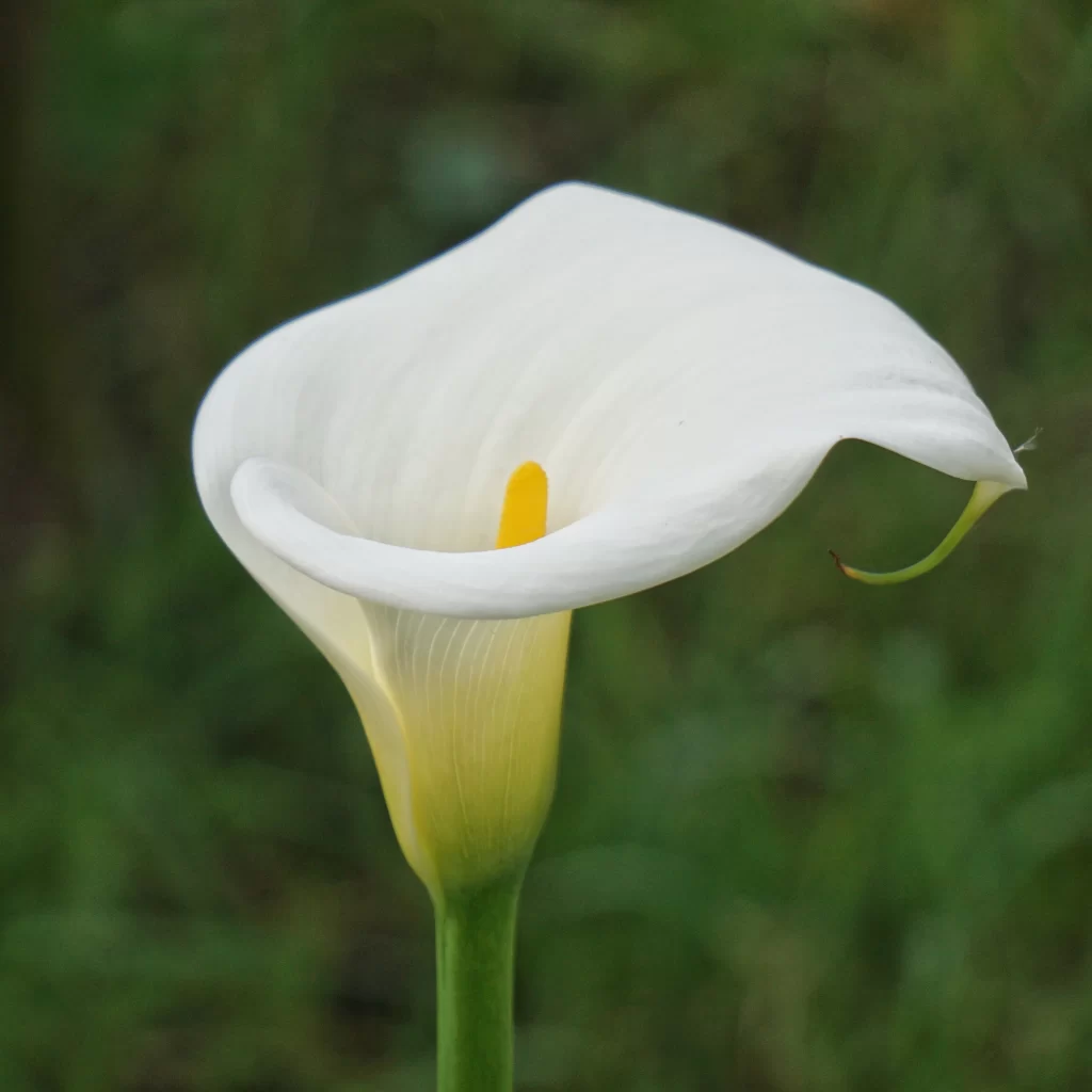 White Calla Lily Petals Yellow Spadix Green warm Stem