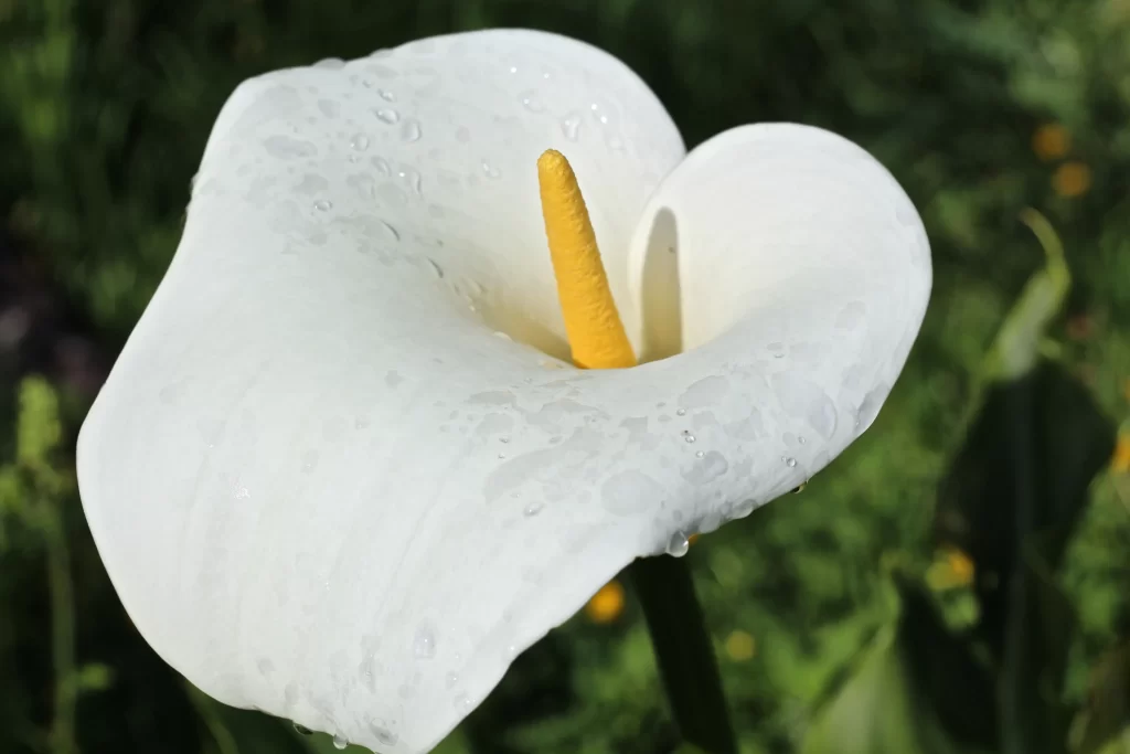 White Calla Lily Petals Yellow Spadix gray Dewdrops