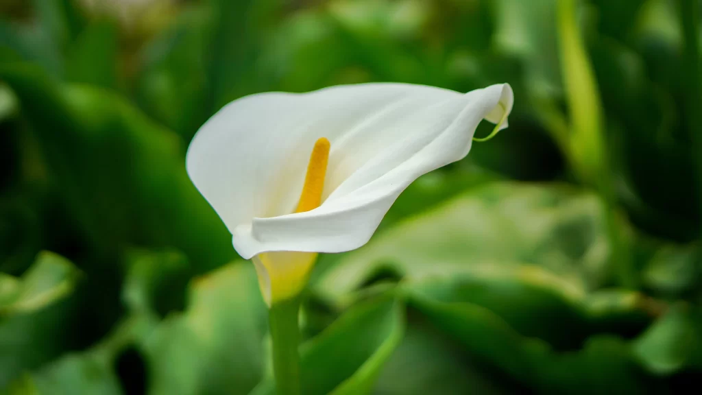 White Calla Lily Petals Yellow Spadix Green warm Leaves