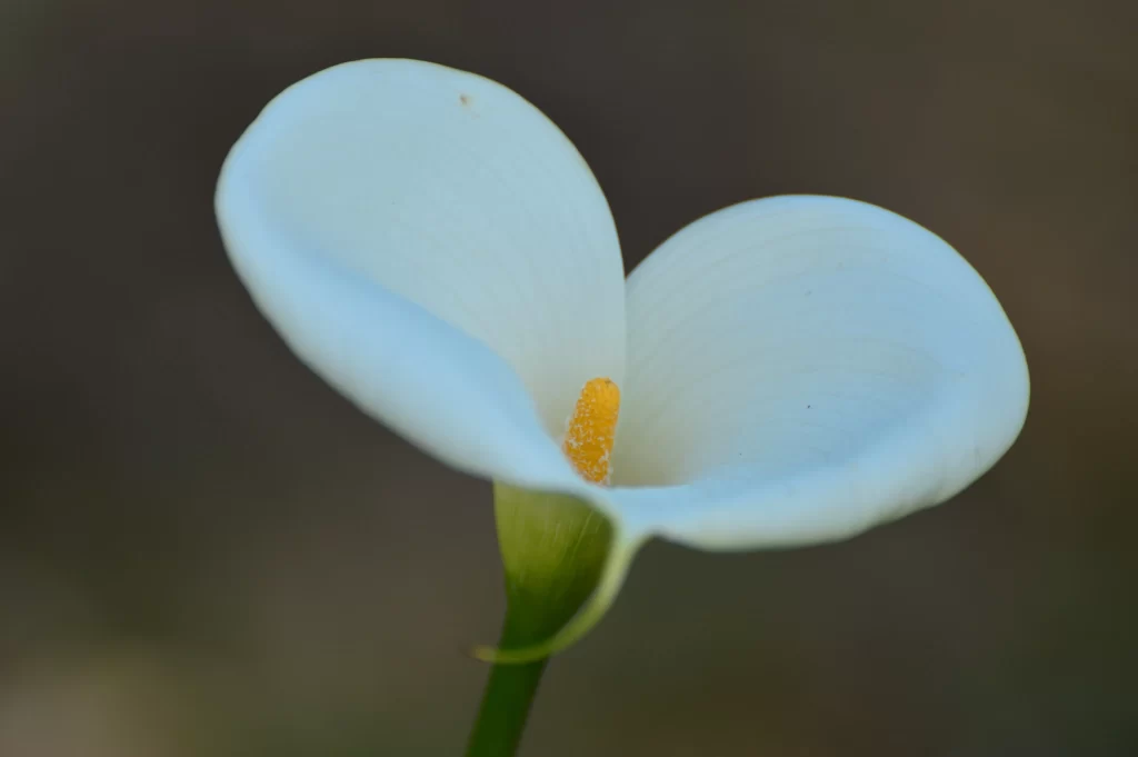 White Calla Lily Petals Yellow Spadix Green gray Stem
