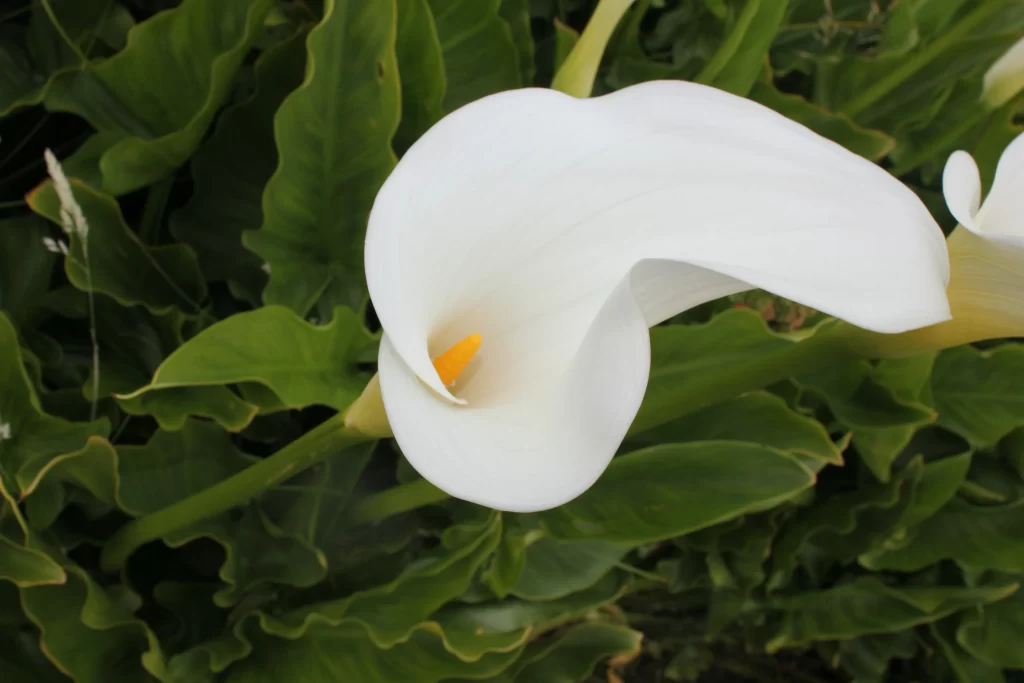 White Calla Lily Petals Yellow Spadix Green gray Leaves