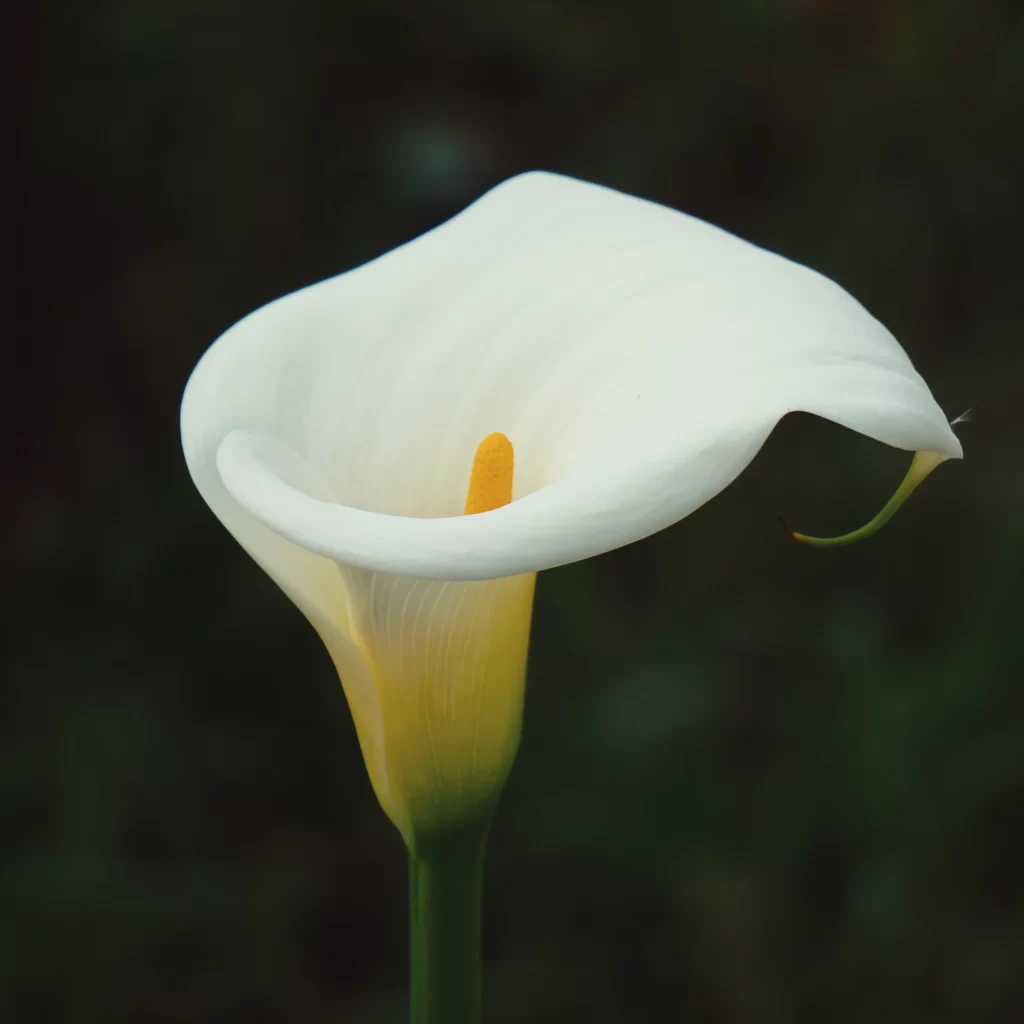 White Calla Lily Yellow Spadix Petal Texture Green Stem