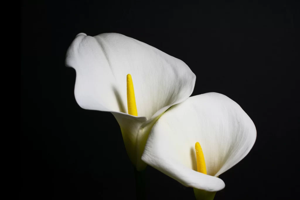 White Calla Lily Yellow Spadix Petals Dark Background