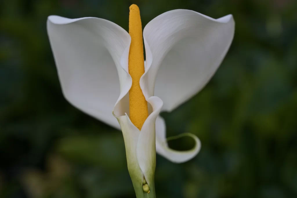 White Calla Lily Yellow Spadix Petals Green Stem