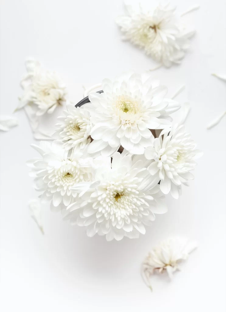 White Chrysanthemum Petals Delicate Softness