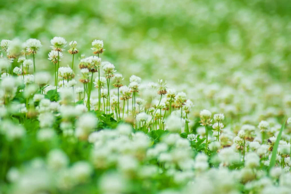 White Clover Blooms Green Stems Soft Focus