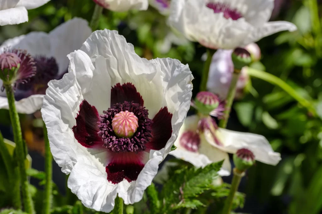 White Corn Poppy Deep Purple Center Petals Sunlit