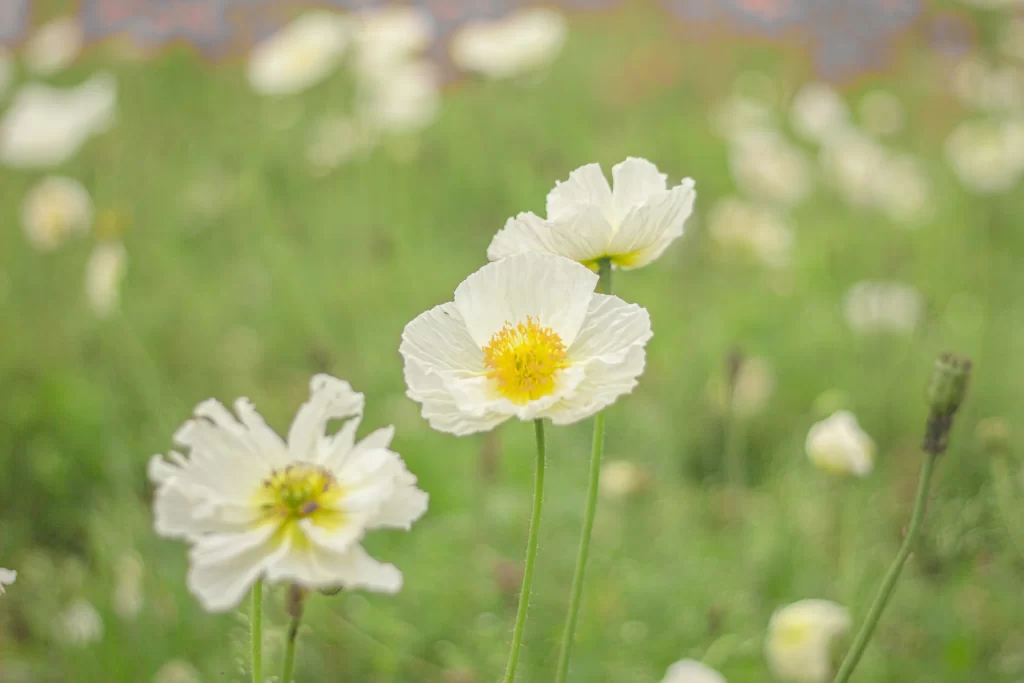 White Corn Poppy Petals Yellow Center Green Stems