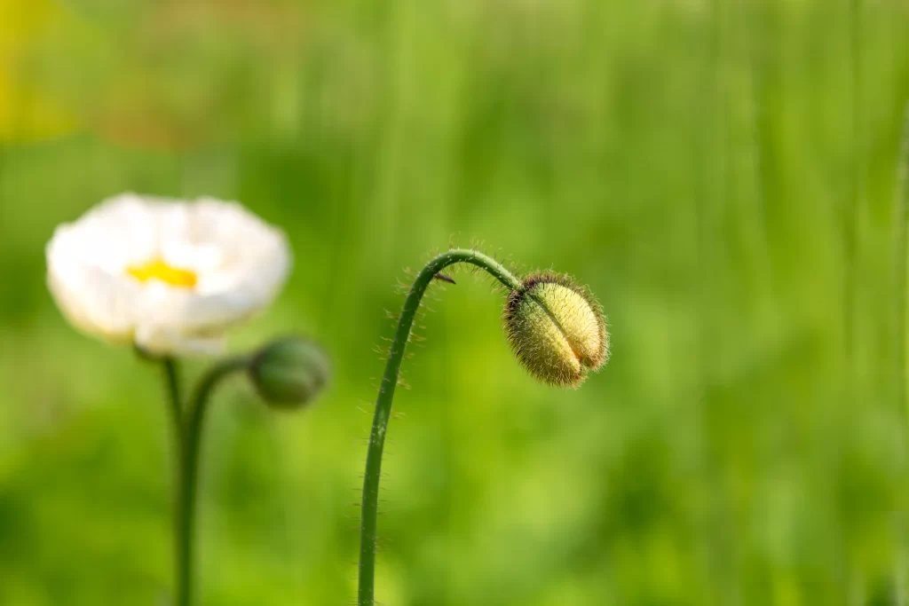 White Corn Poppy Petals Yellow Center Green Stalk