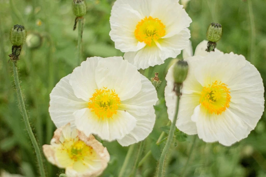 White Corn Poppy Yellow Center Petals Green Stems