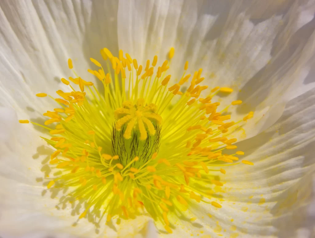 White Corn Poppy Yellow Stamen Petals Center