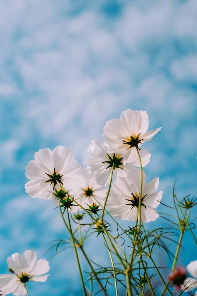 White Cosmos Petals Green Stems Blue Sky