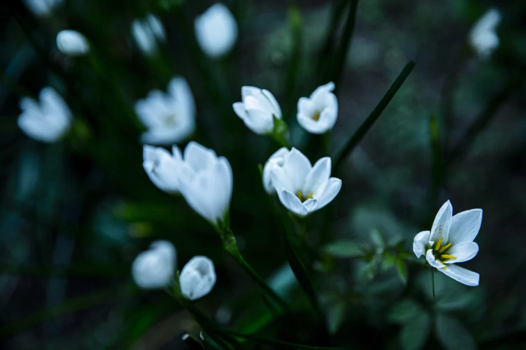 White Daffodil Bloom Petals Green Leaves
