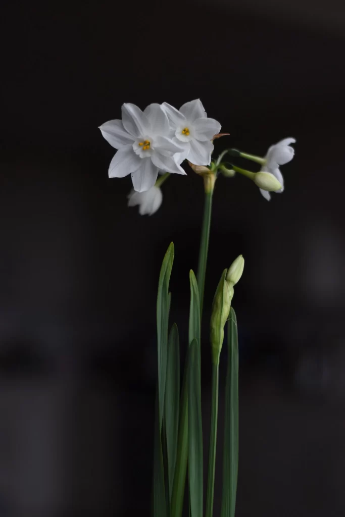 White Daffodil Bloom Petals Yellow Center Green Stalk