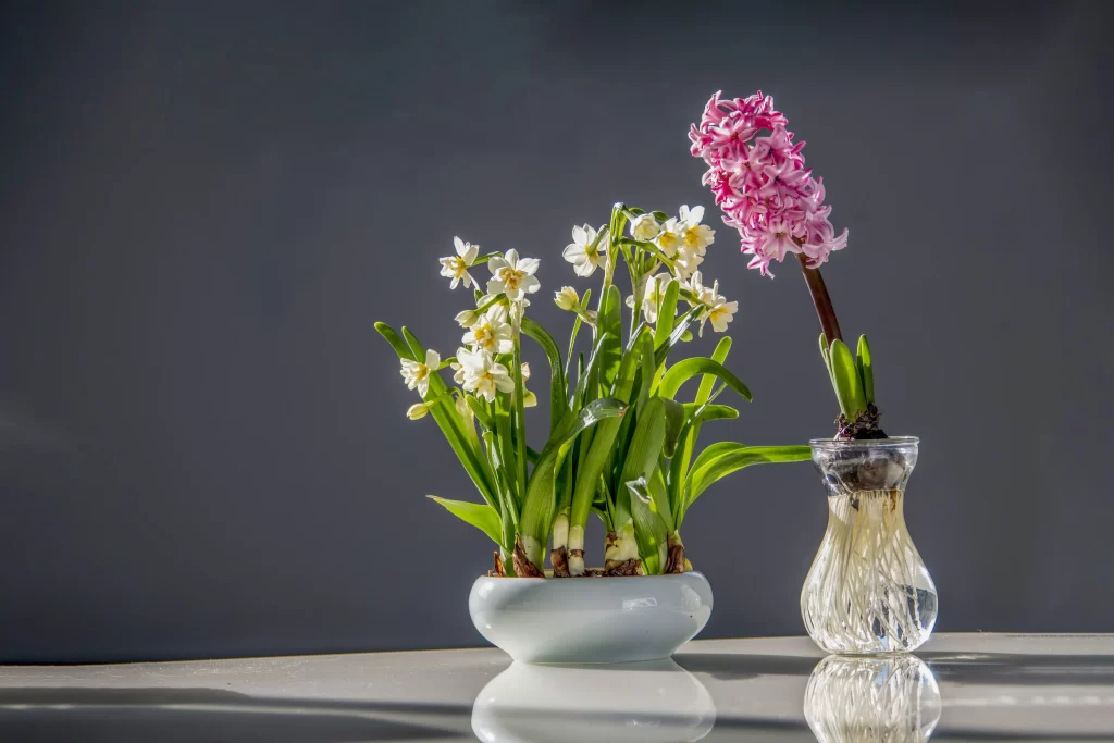 White Daffodil Blooms Green Leaves Vase
