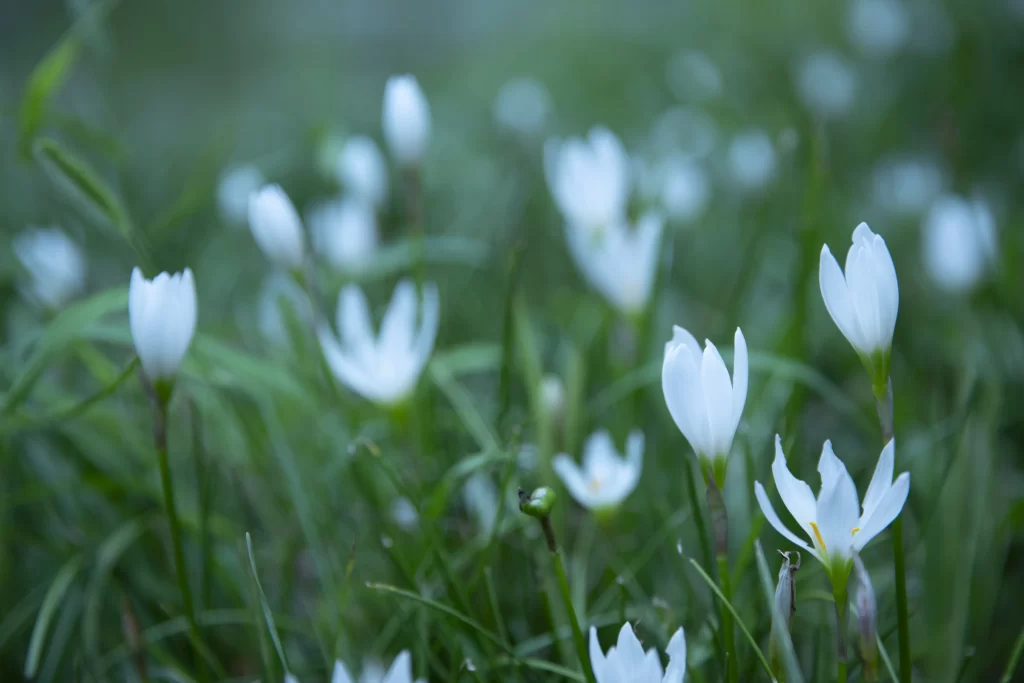 White Daffodil Blooms Petals Greenery