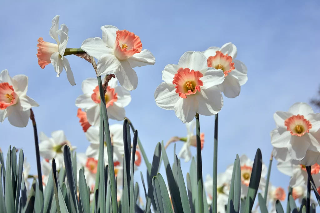 White Daffodil Coral Center Petals Green Stems Blue Sky