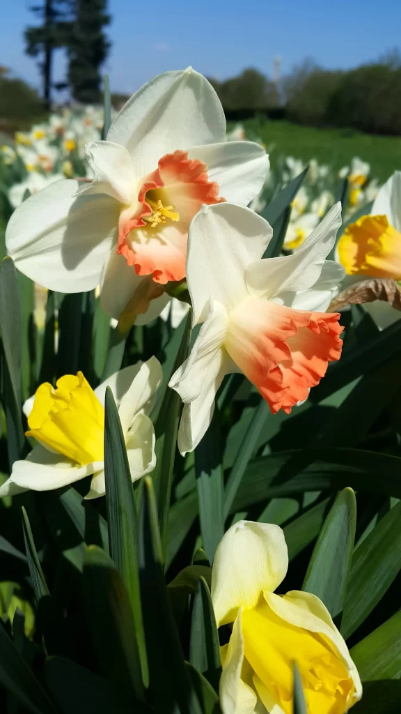 White Daffodil Coral Center Petals Yellow Green Leaves