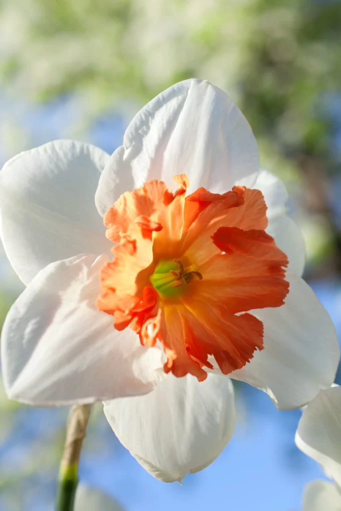 White Daffodil Orange Center Petals gray Sunlight