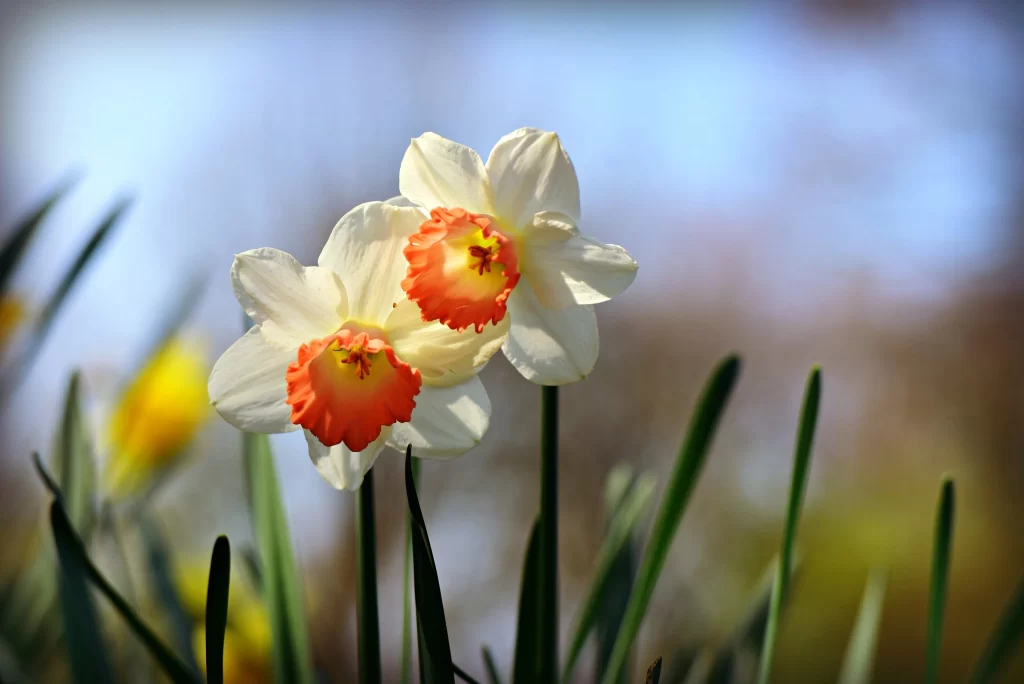 White Daffodil Orange Center Petals gray Sunlight