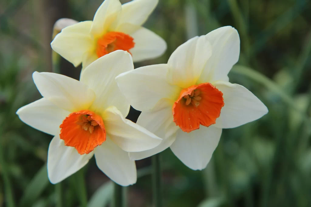 White Daffodil Orange Center Petals Green Background