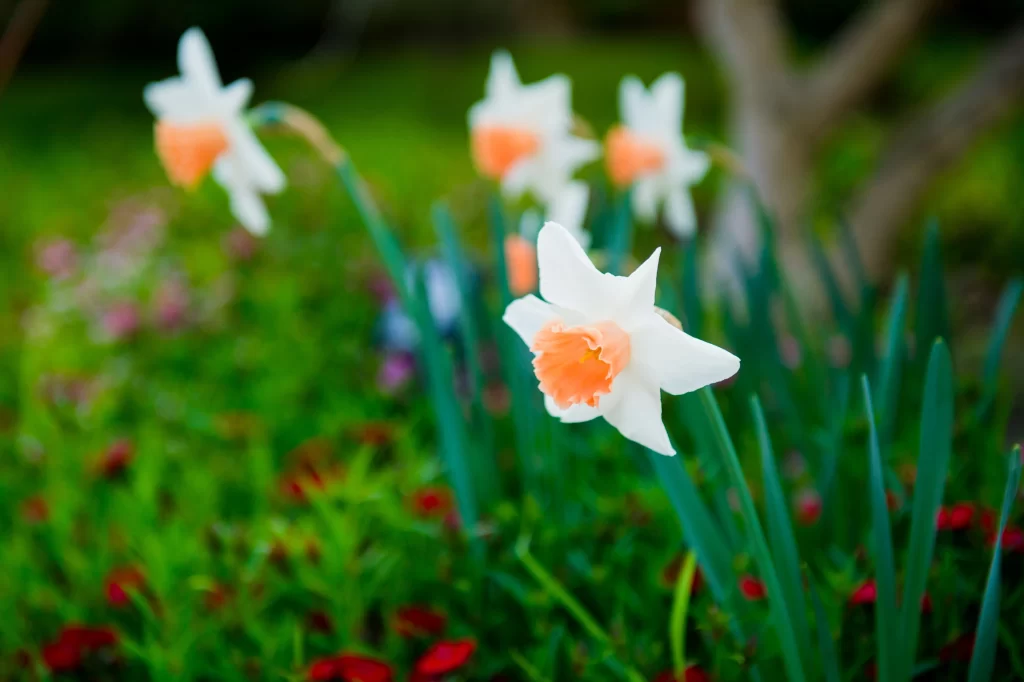 White Daffodil Orange Center Petals Green warm Leaves