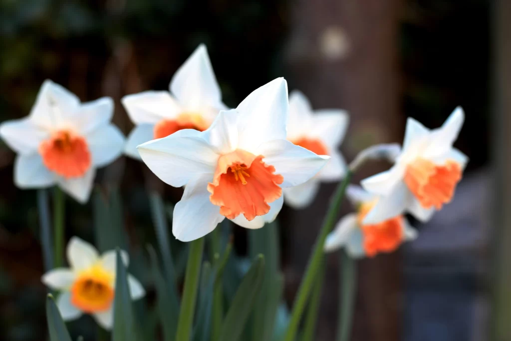 White Daffodil Orange Center Petals Blooming
