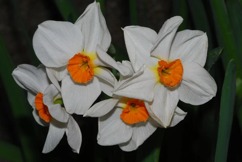 White Daffodil Orange Center Petals Vibrant