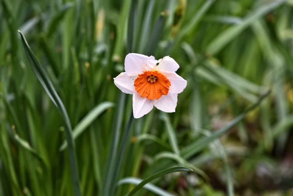 White Daffodil Orange Center Petals Green warm Leaves