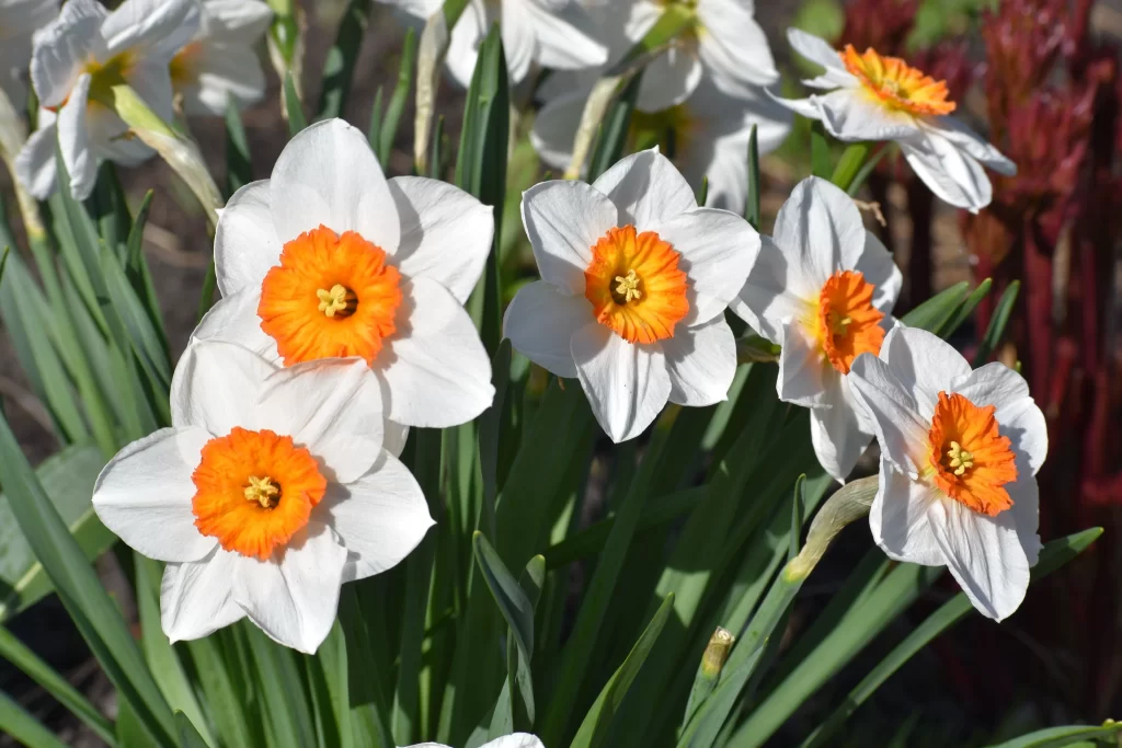 White Daffodil Orange Center Petals gray Sunlight