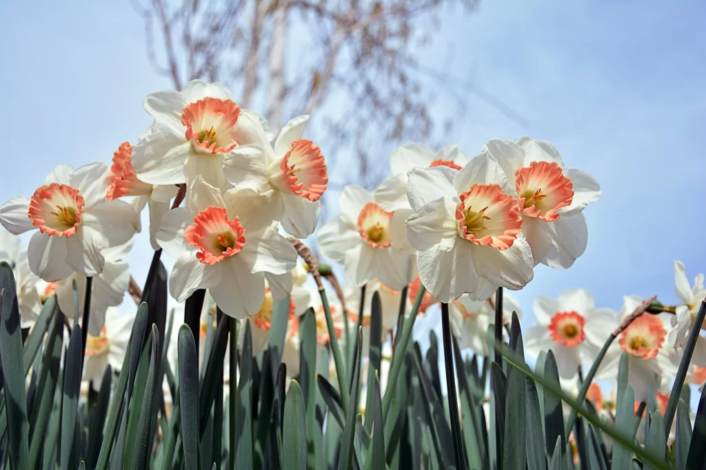 White Daffodil Peach Center Petals Blooming
