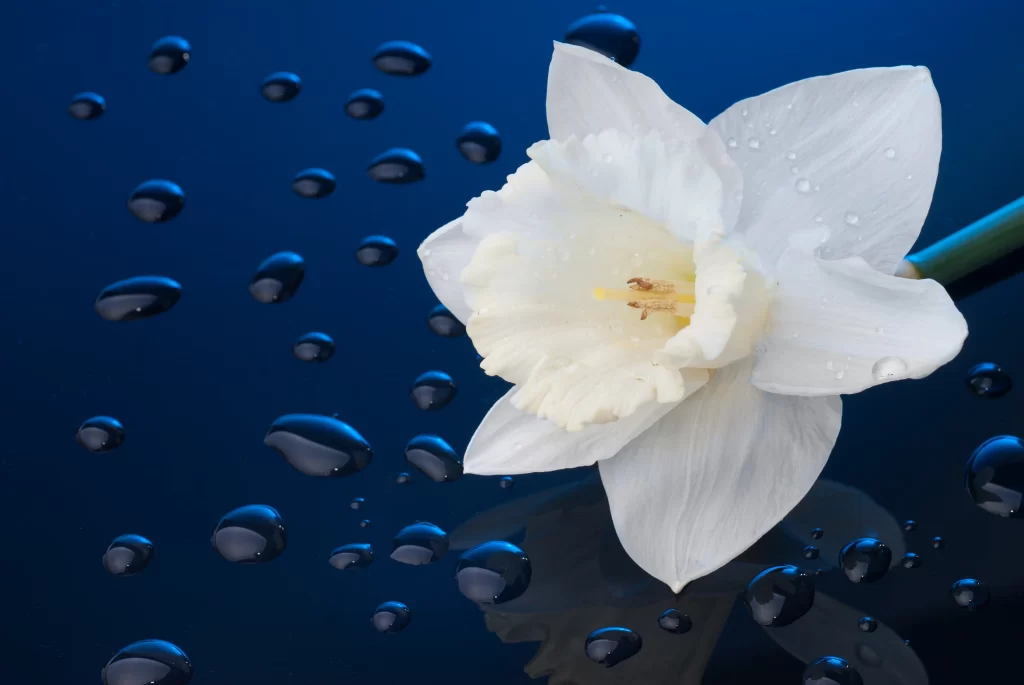 White Daffodil Petals Dewdrops Blue Background