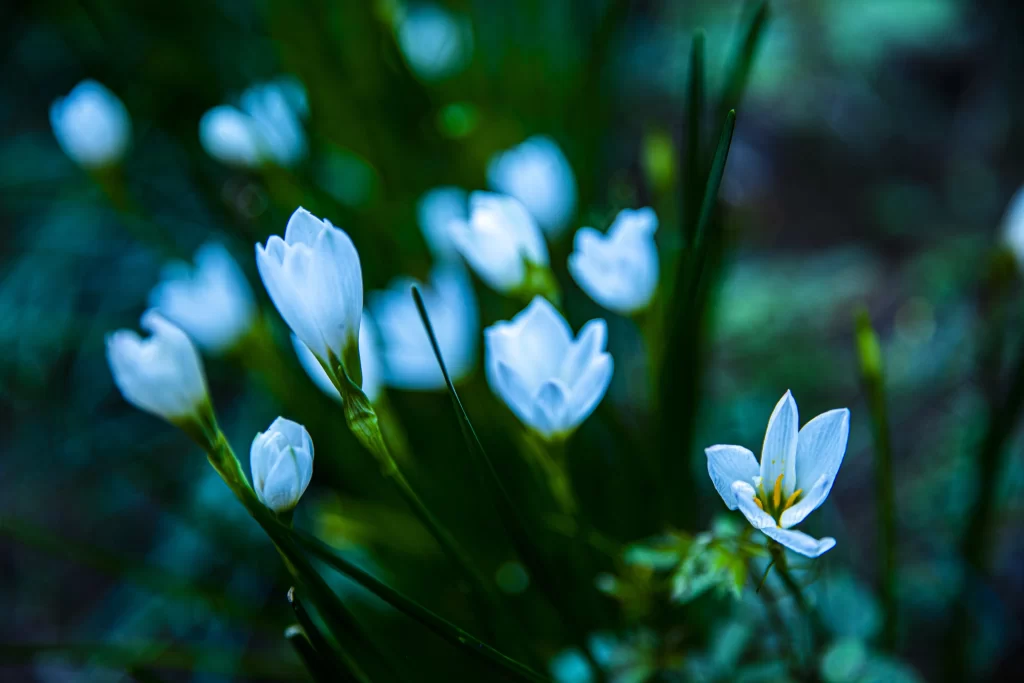 White Daffodil Petals Green Stems Nature