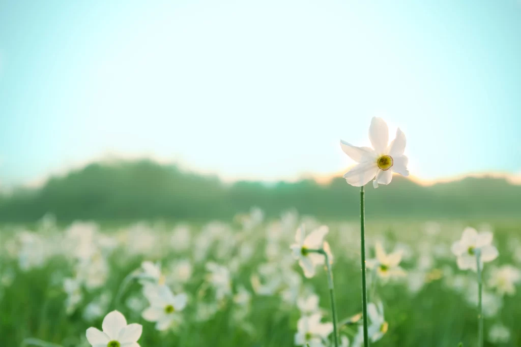 White Daffodil Petals Green Stalks Field