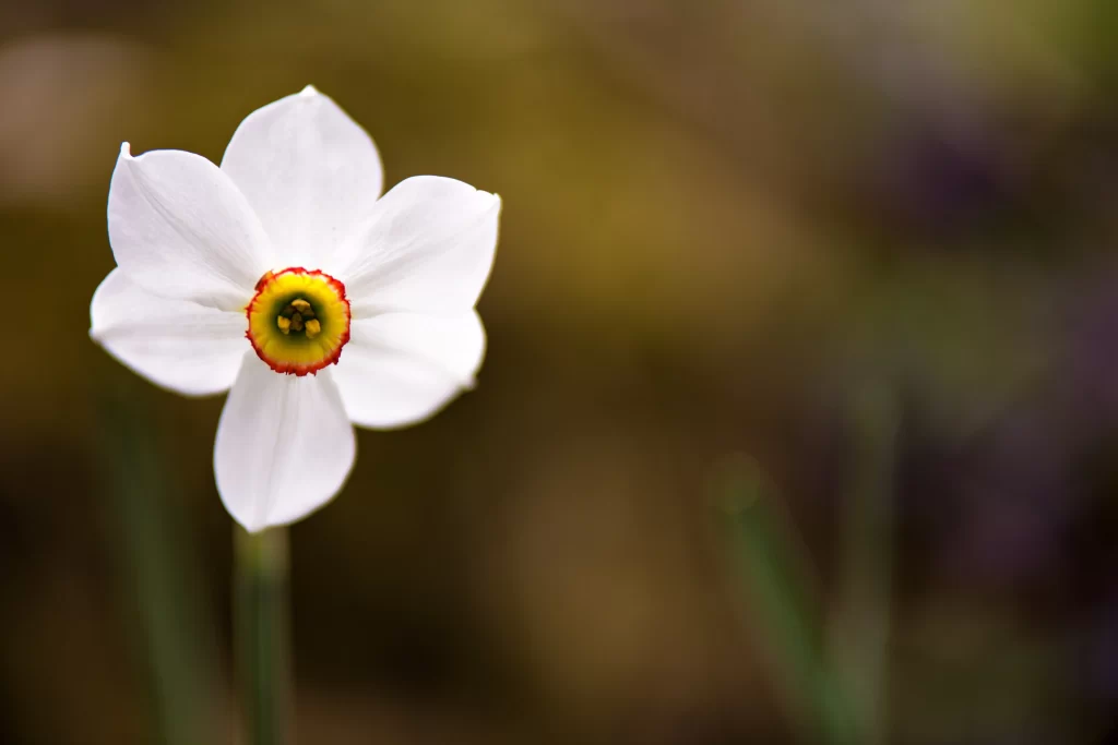 White Daffodil Petals Yellow Red gray Center
