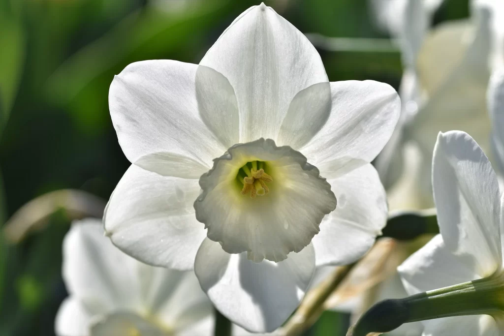 White Daffodil Petals Yellow Center Sunlit
