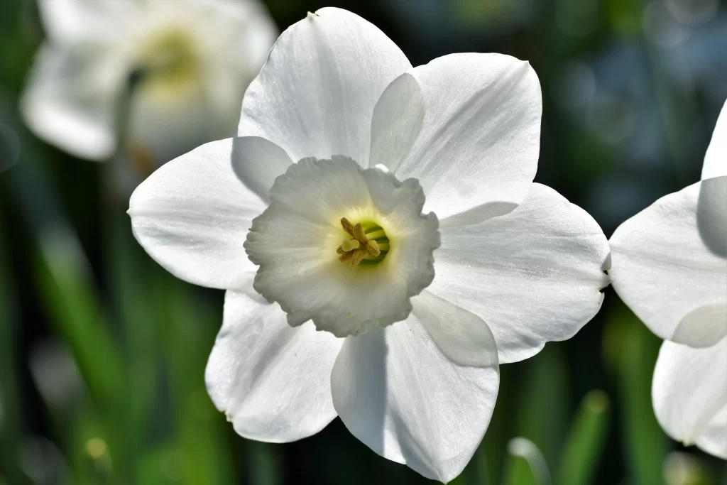 White Daffodil Petals Yellow Center Green gray Leaves