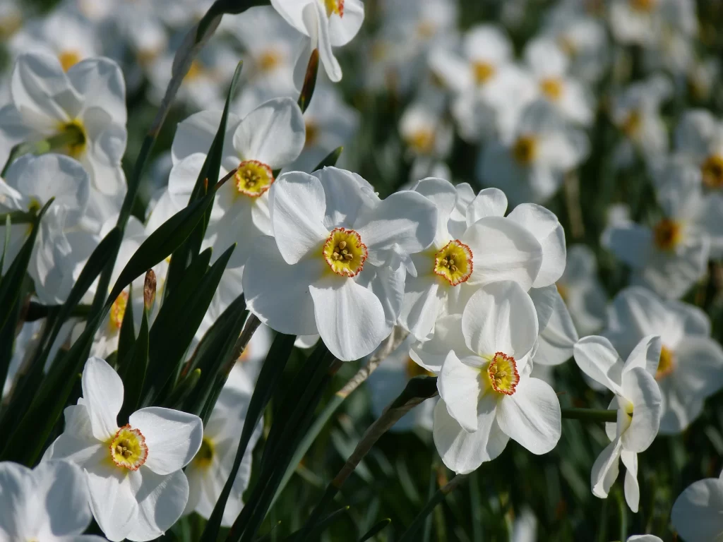 White Daffodil Petals Yellow Center Green gray Leaves