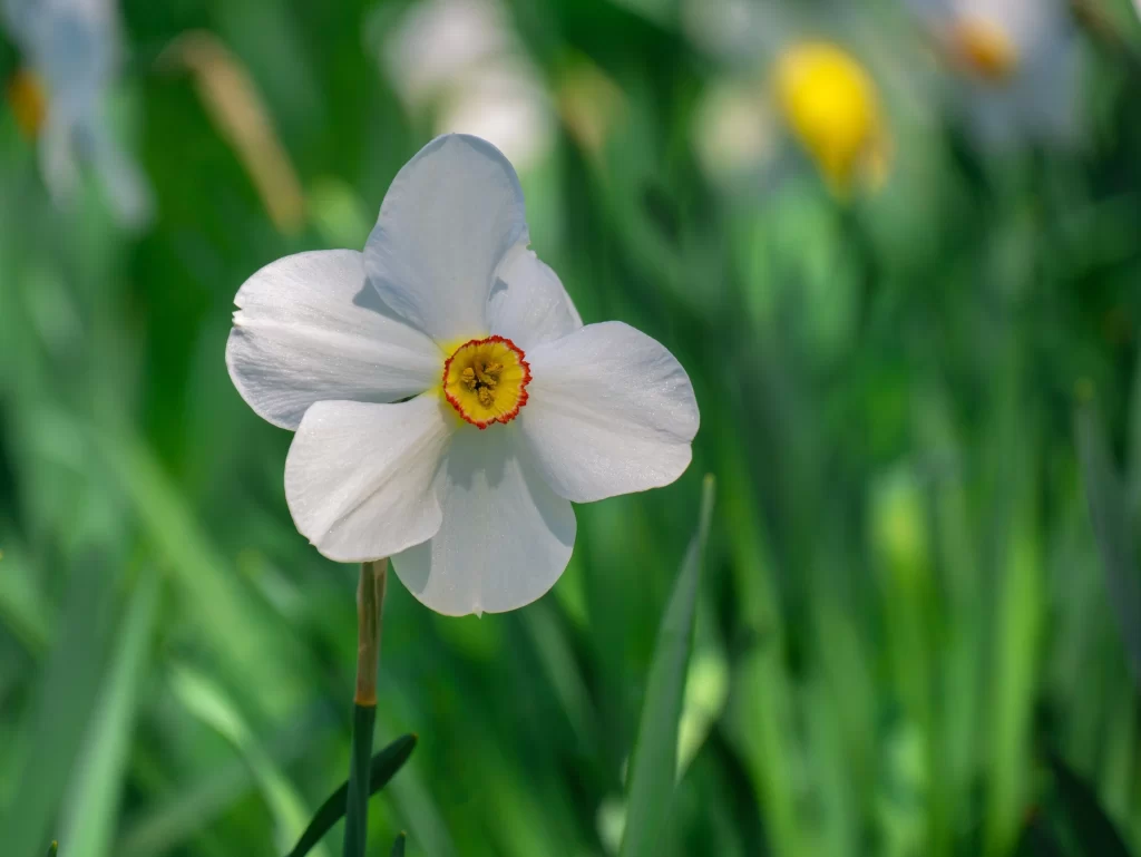 White Daffodil Petals Yellow Center Green warm Leaves