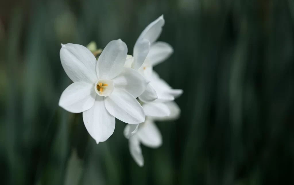 White Daffodil Petals Yellow Center Delicate