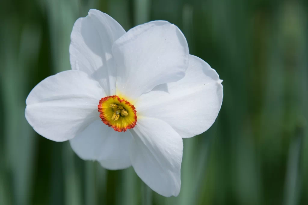 White Daffodil Petals Yellow Red gray Center