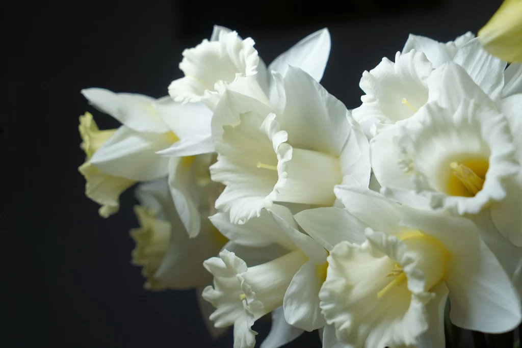 White Daffodil Petals Yellow Center Ruffled Edges