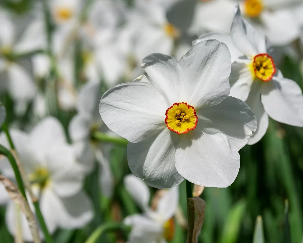 White Daffodil Petals Yellow Center Red gray Edge