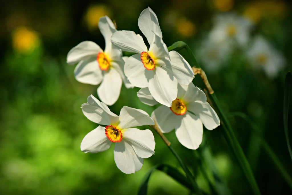 White Daffodil Petals Yellow Orange Center Sunlight