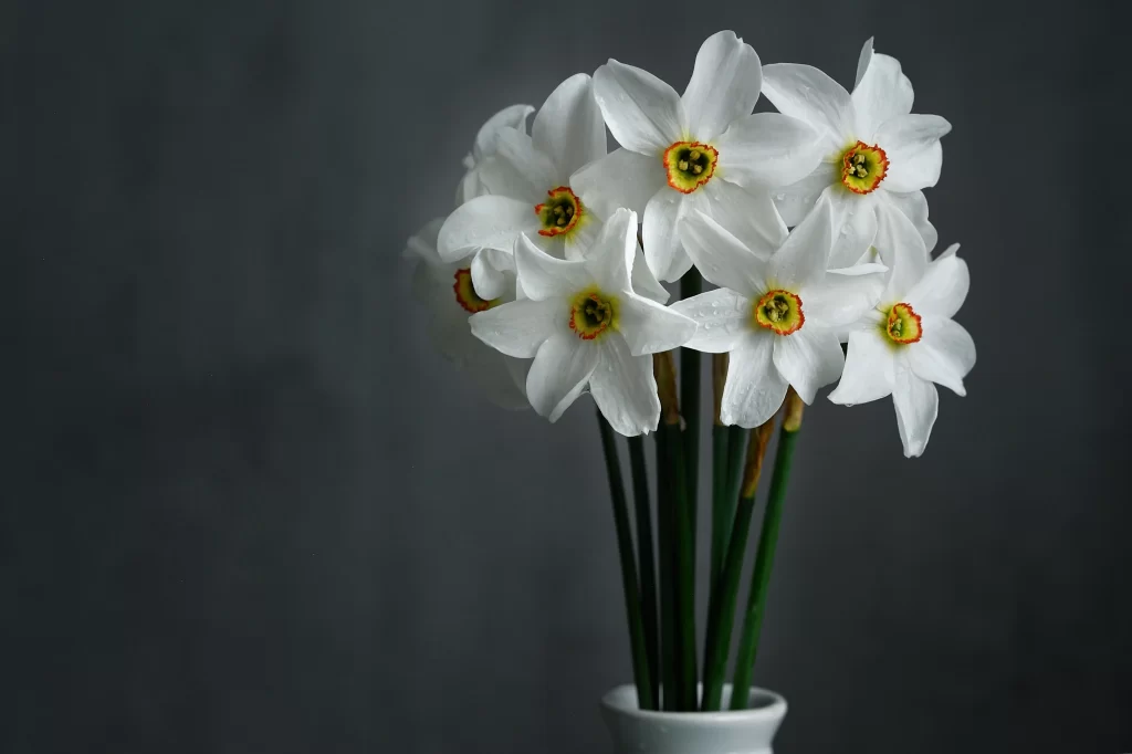 White Daffodil Petals Yellow Orange Center