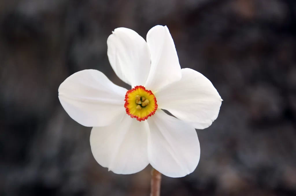 White Daffodil Petals Yellow Red gray Center