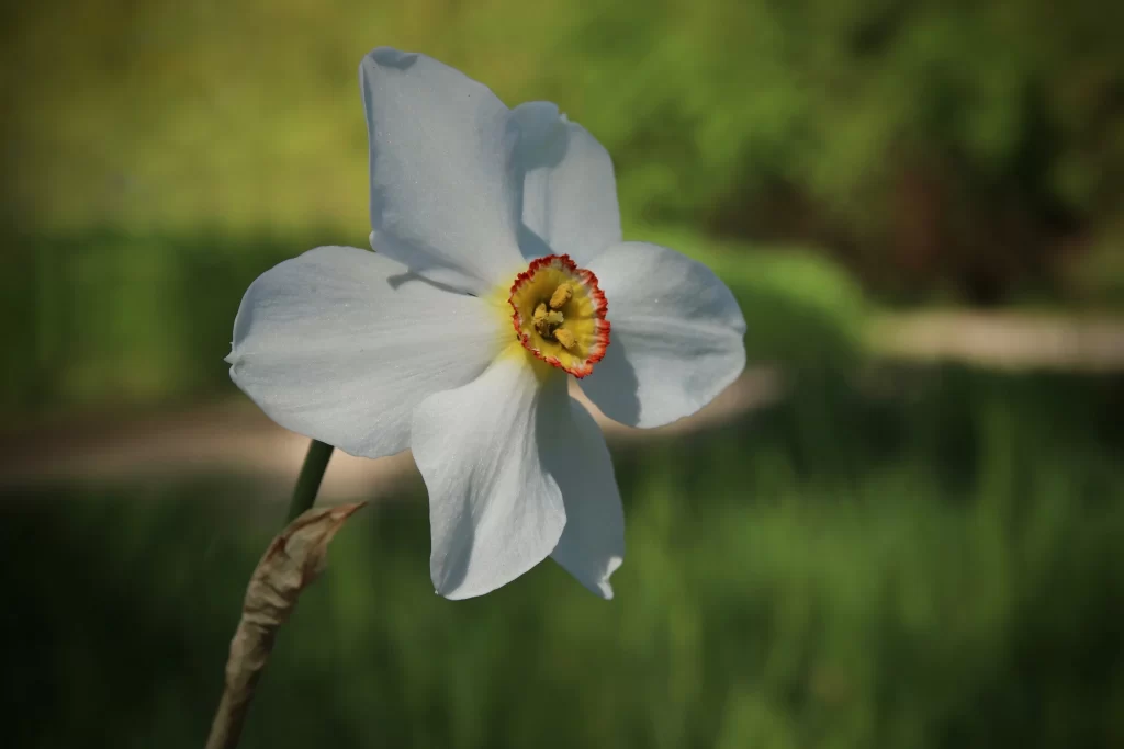 White Daffodil Petals Yellow Red warm Center