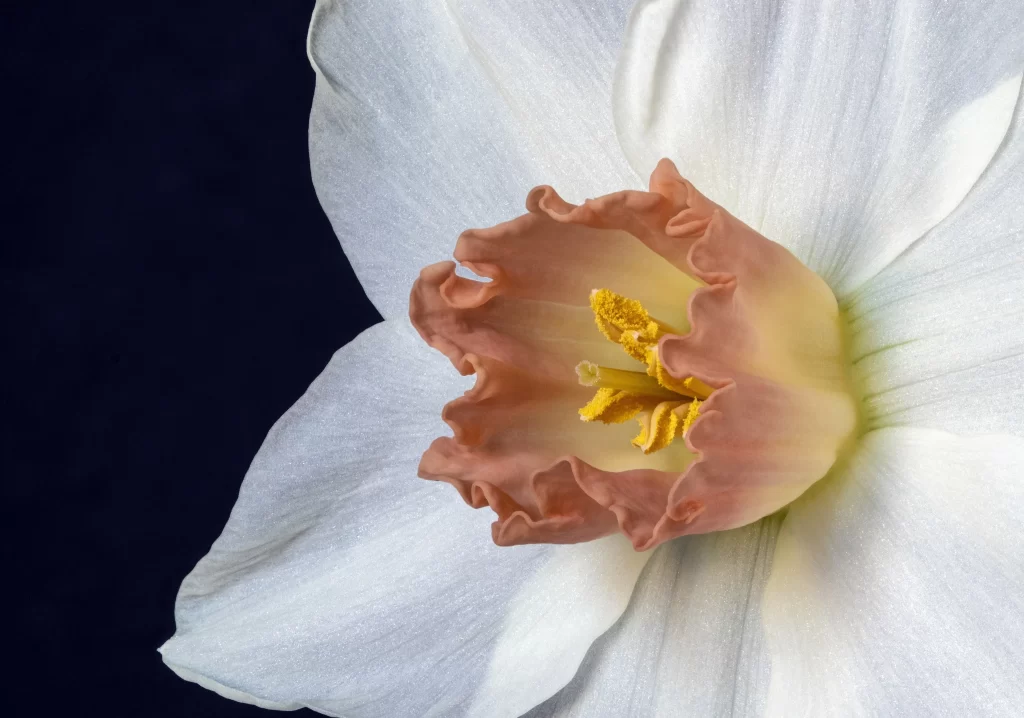 White Daffodil Petals Yellow Stamen Pink Corona
